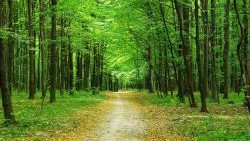 The foreground is on a dirt path that leads into the background- a lush, green forest that seems to cover the sky.